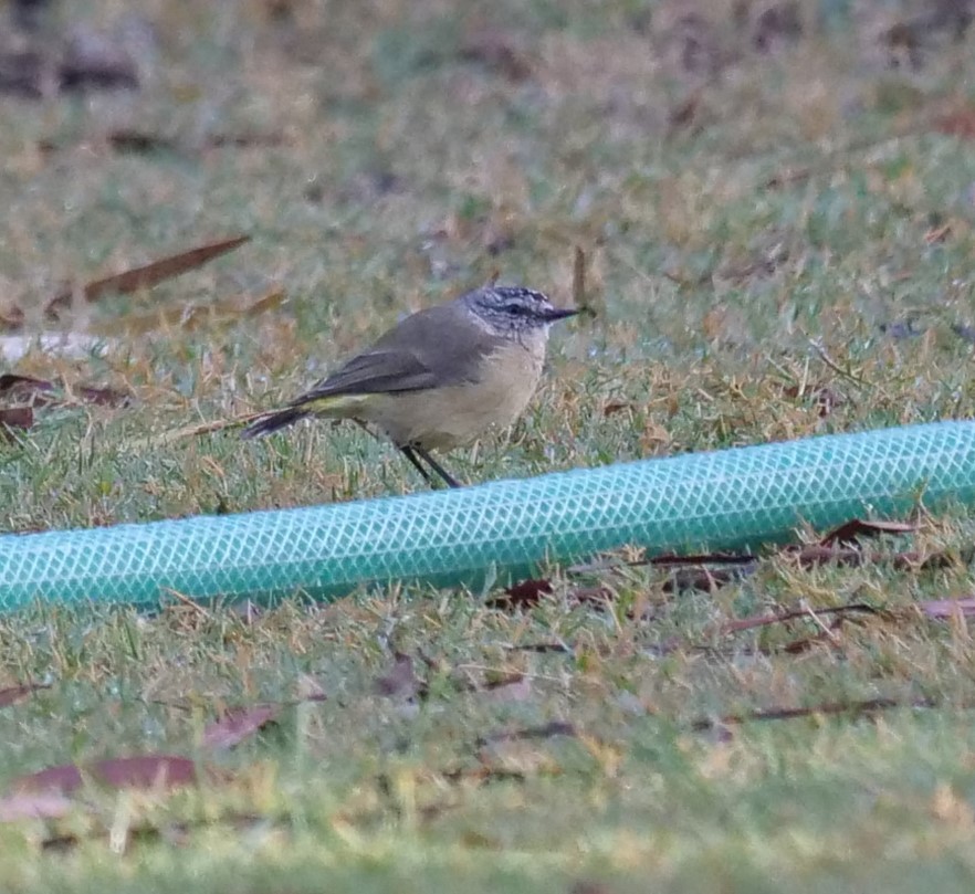 Yellow-rumped Thornbill - Ian Gibson