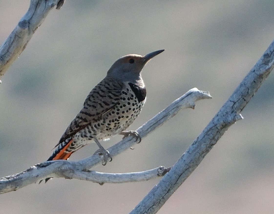 Northern Flicker - Lori Bellis