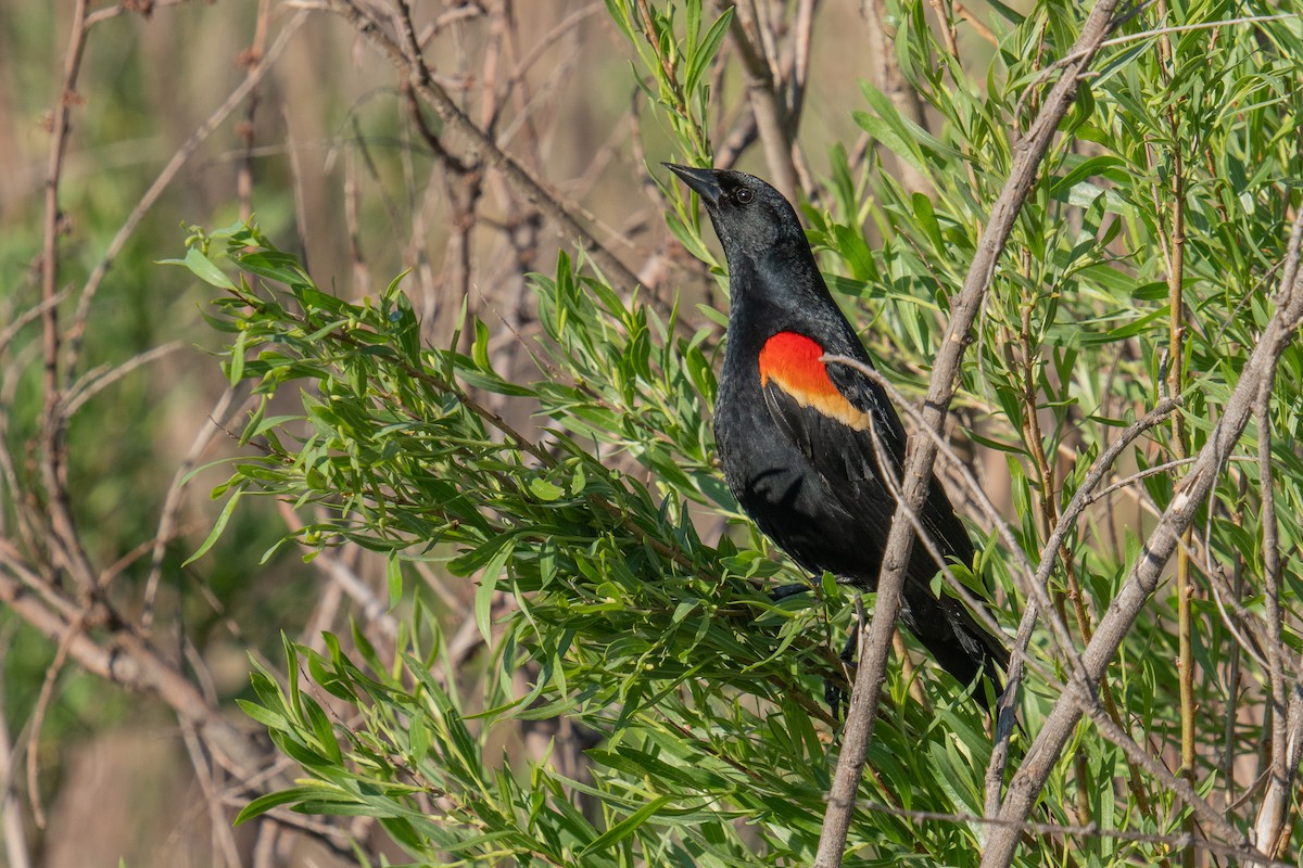 Red-winged Blackbird - ML619550315