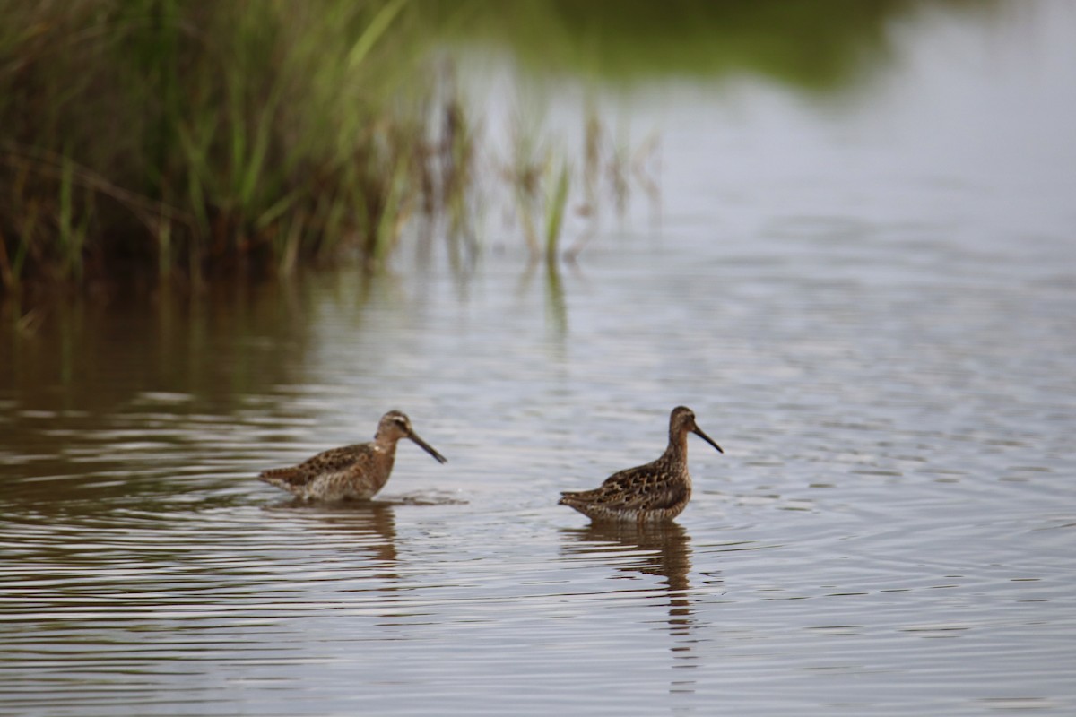 Short-billed Dowitcher - ML619550316