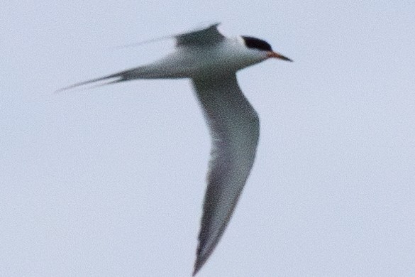 Forster's/Common Tern - Jill L