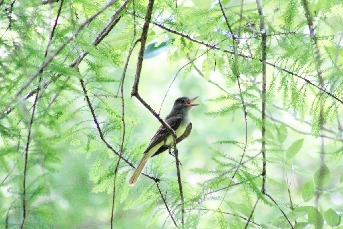 Great Crested Flycatcher - dean garvin