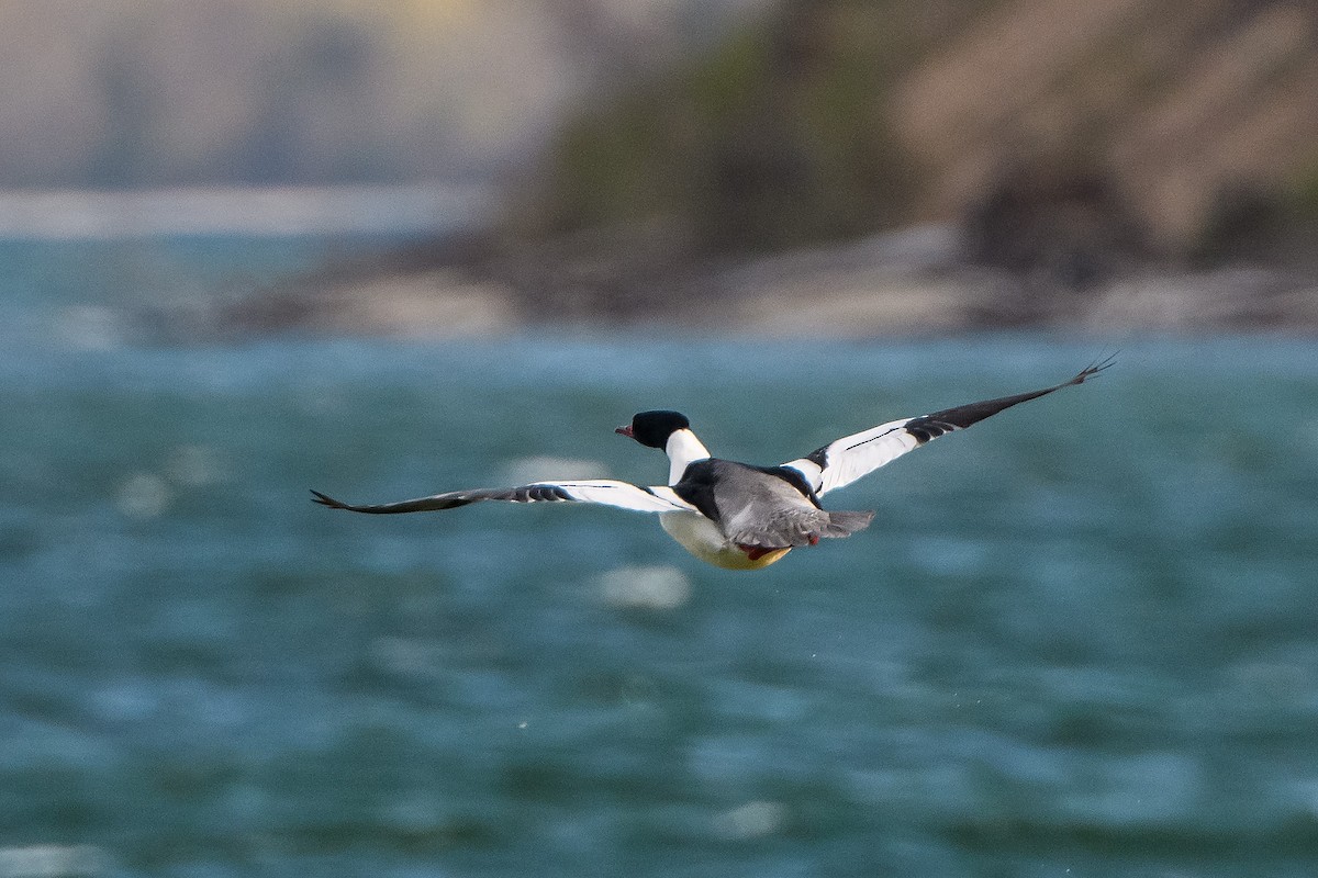 Common Merganser - Naseem Reza