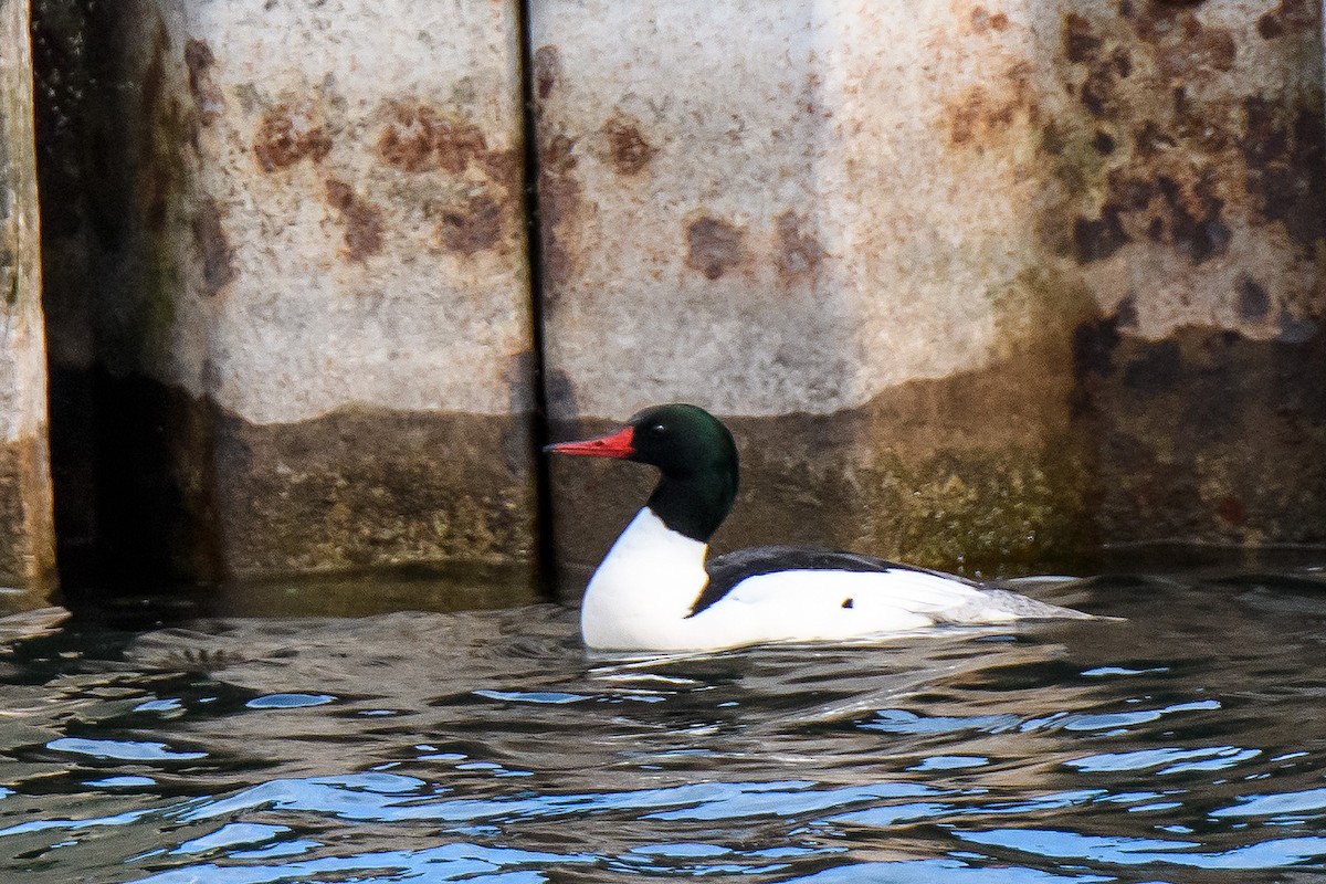 Common Merganser - Naseem Reza