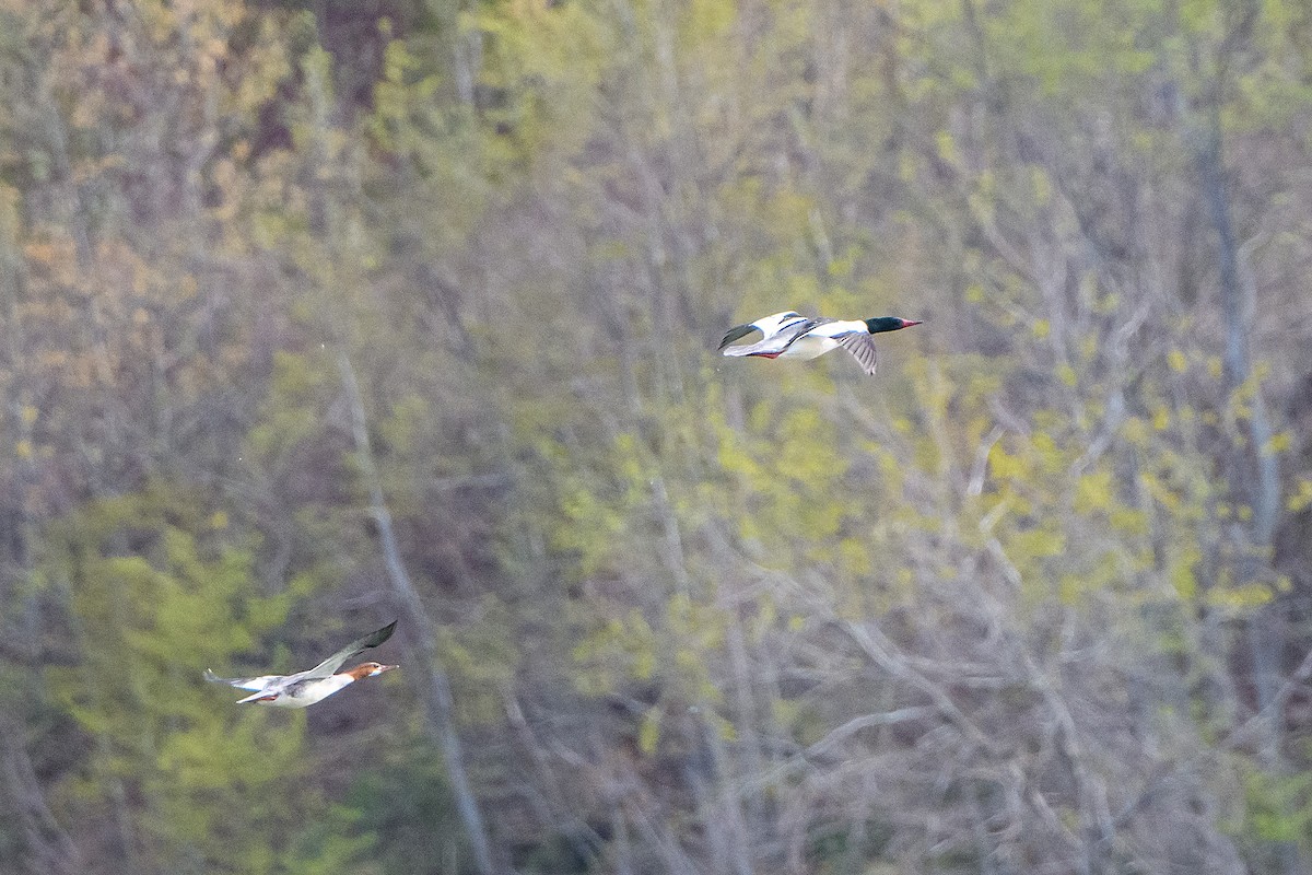 Common Merganser - Naseem Reza