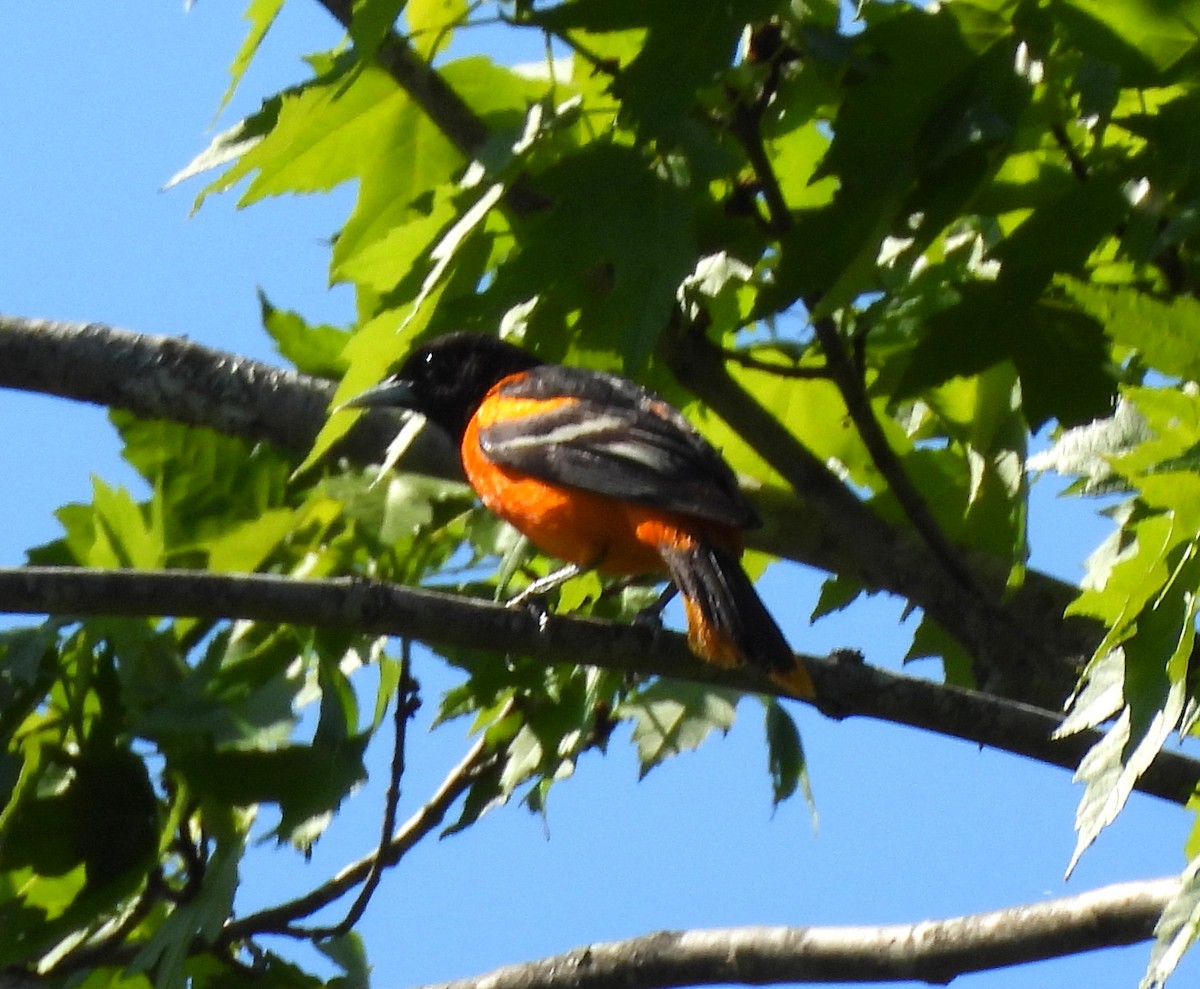 Baltimore Oriole - Sharon Wilcox