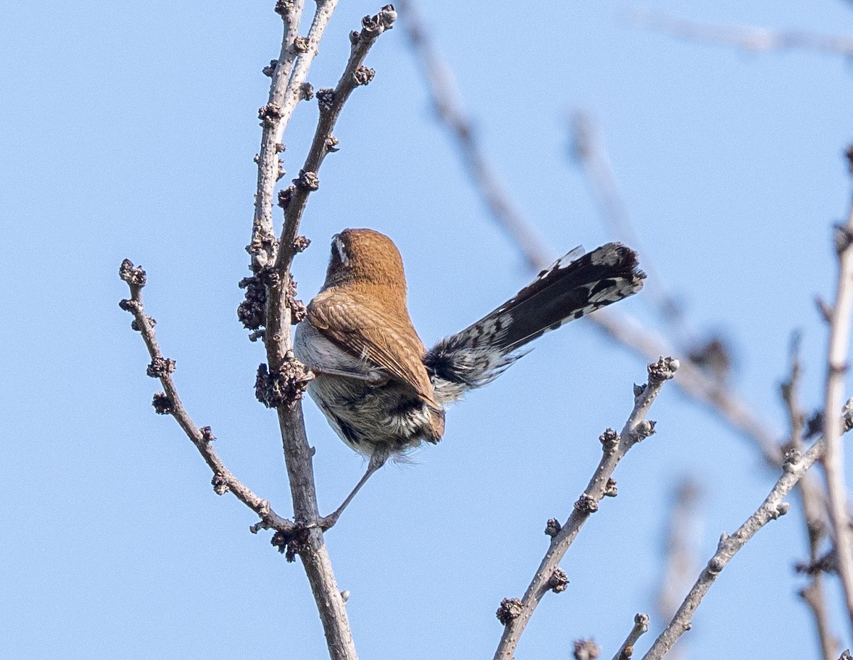 Bewick's Wren - Scott Murphy