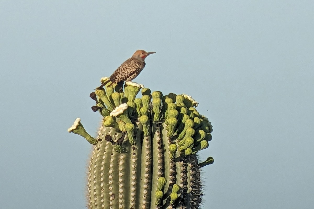 Gilded Flicker - ML619550335