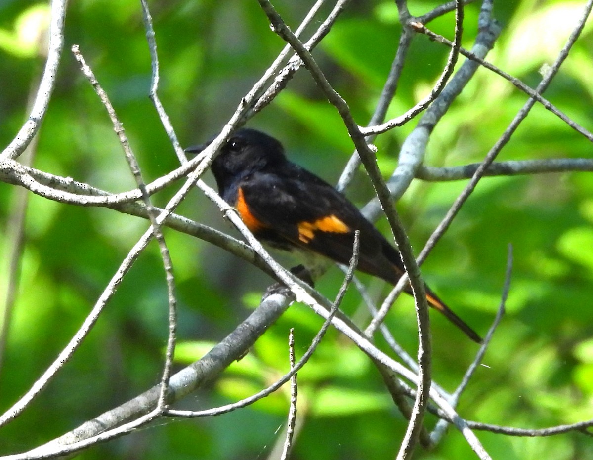 American Redstart - Sharon Wilcox