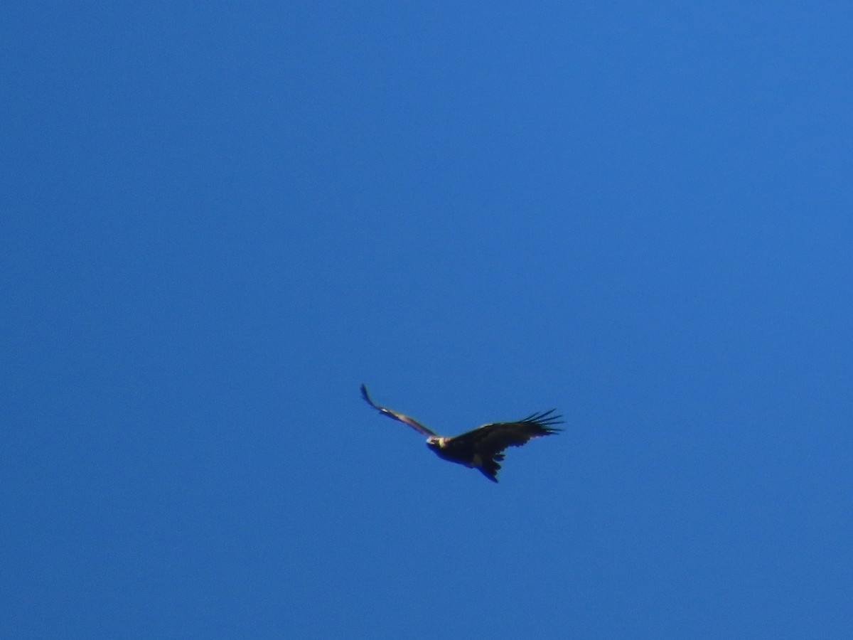 Wedge-tailed Eagle - ML619550339