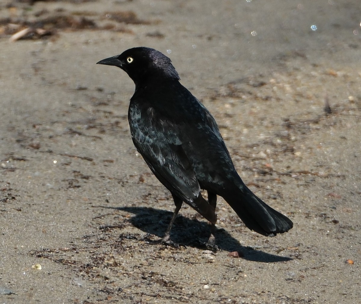 Brewer's Blackbird - Lori Bellis