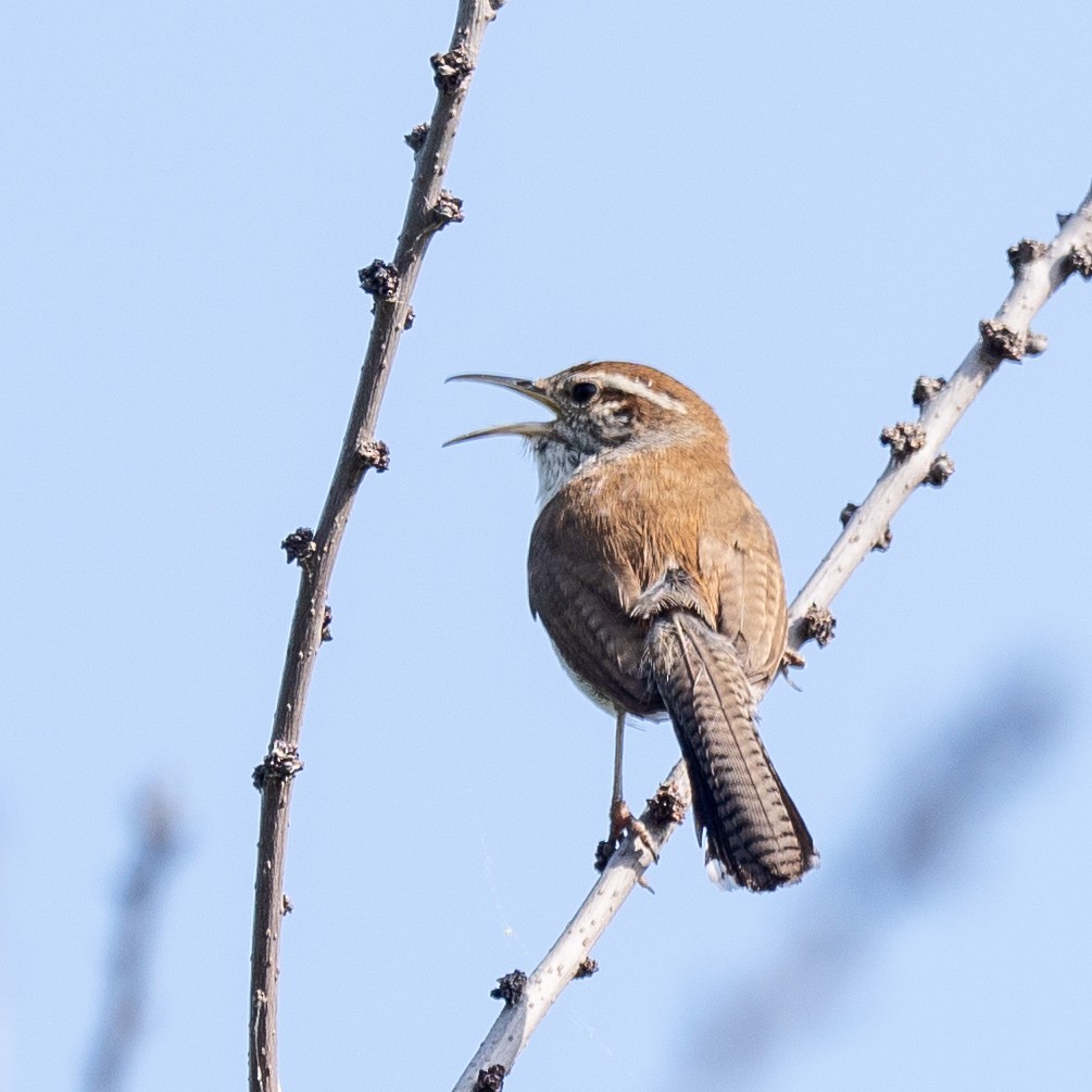 Bewick's Wren - Scott Murphy