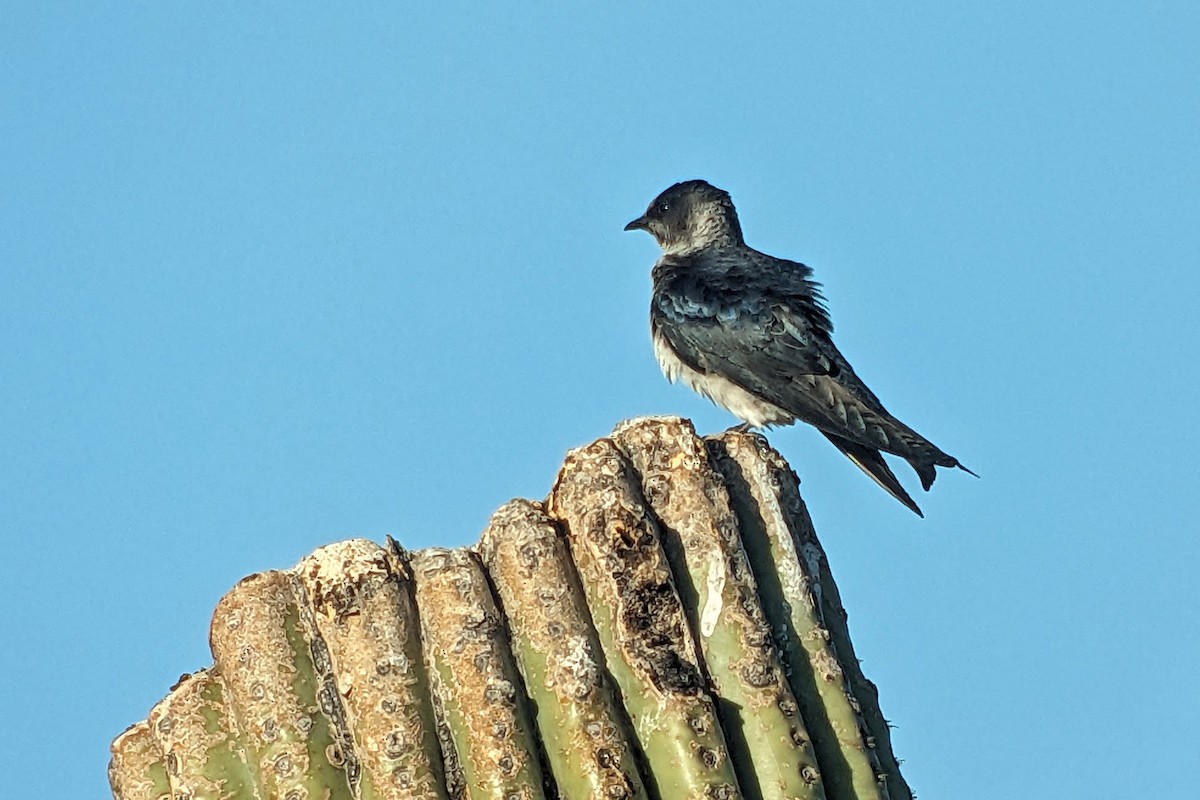 Purple Martin (hesperia) - Richard Fray