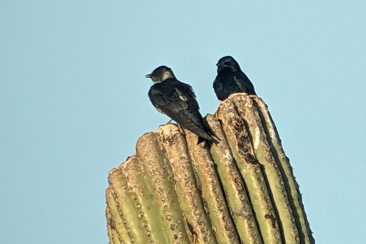 Golondrina Purpúrea (hesperia) - ML619550348