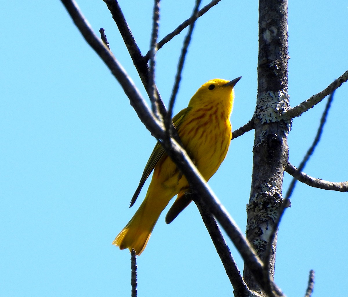 Yellow Warbler - Sharon Wilcox