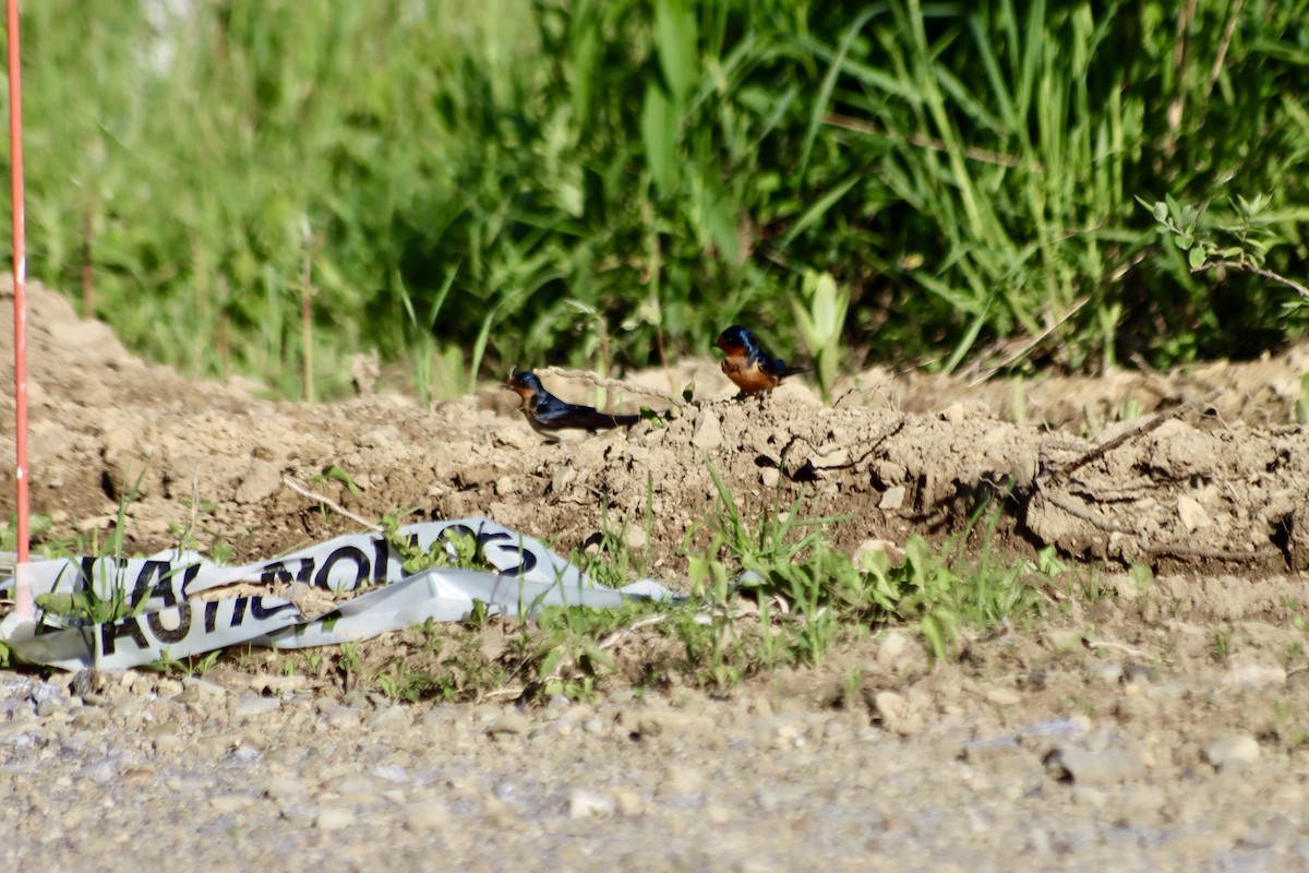 Barn Swallow - C Schneck