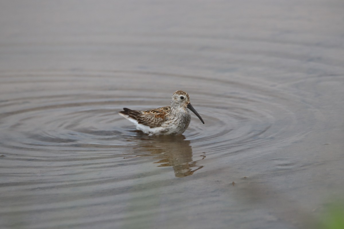 Dunlin - Russell Hillsley