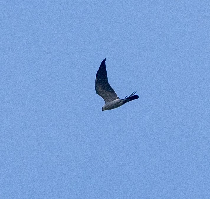 Mississippi Kite - Scott Murphy