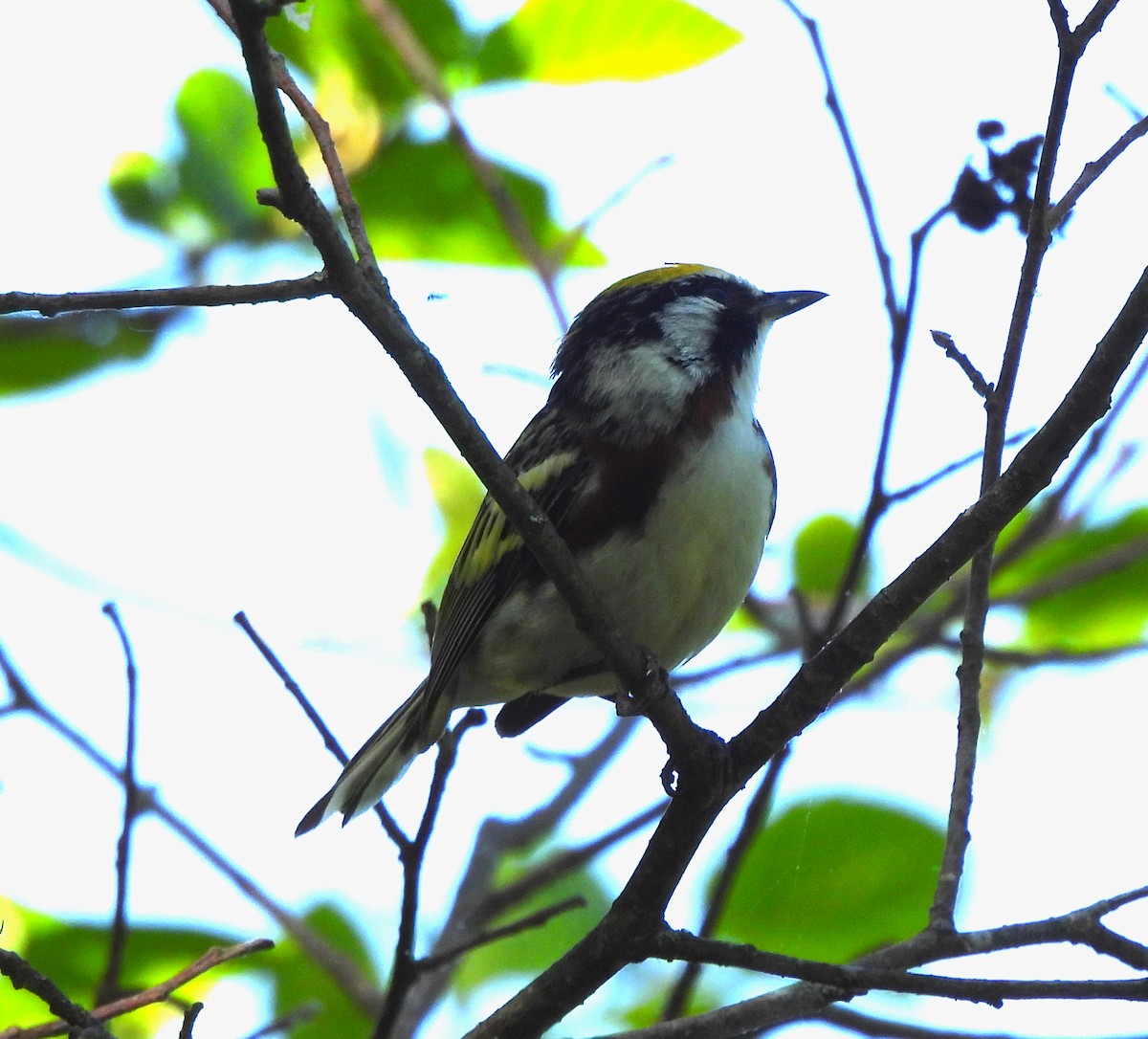 Chestnut-sided Warbler - Sharon Wilcox