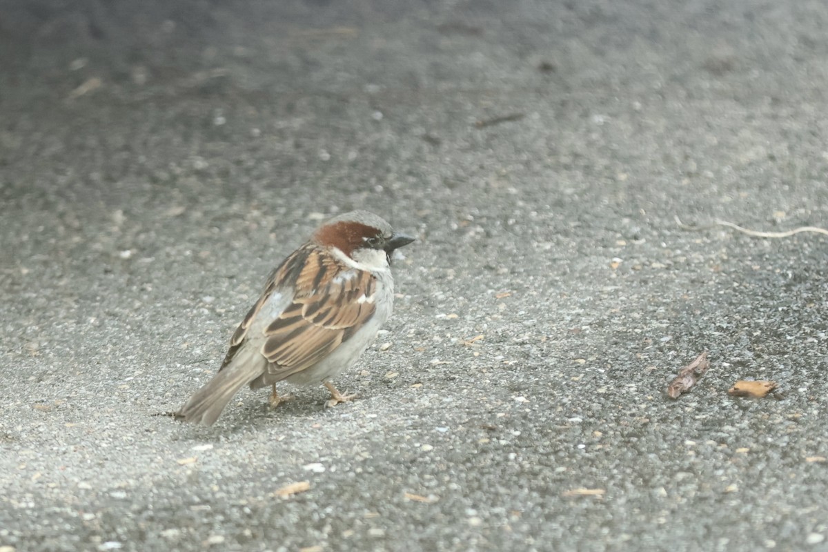 House Sparrow - Peyton Stone