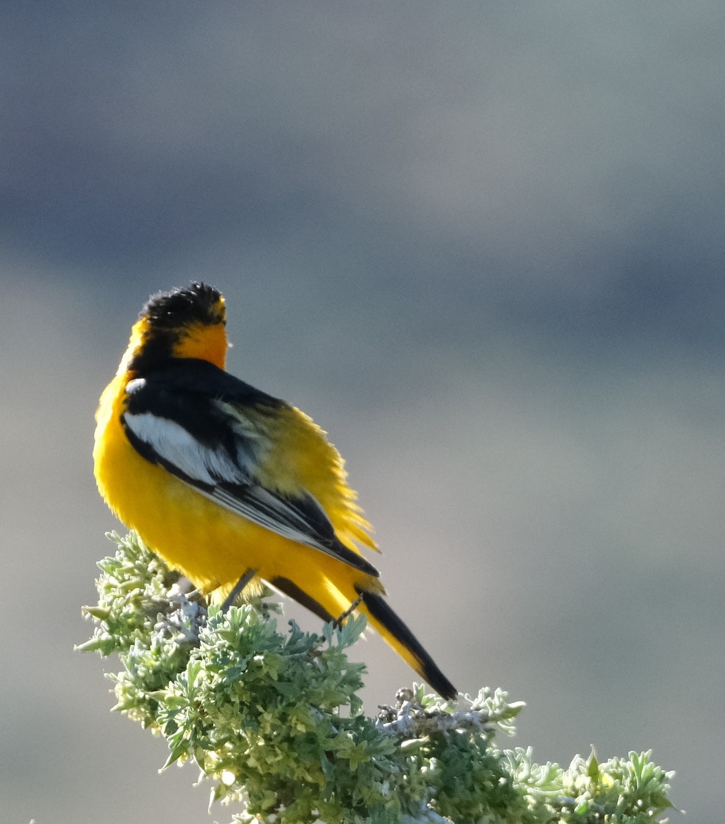 Bullock's Oriole - Lori Bellis