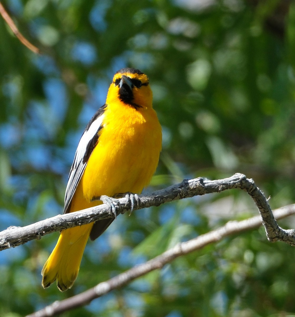 Bullock's Oriole - ML619550362