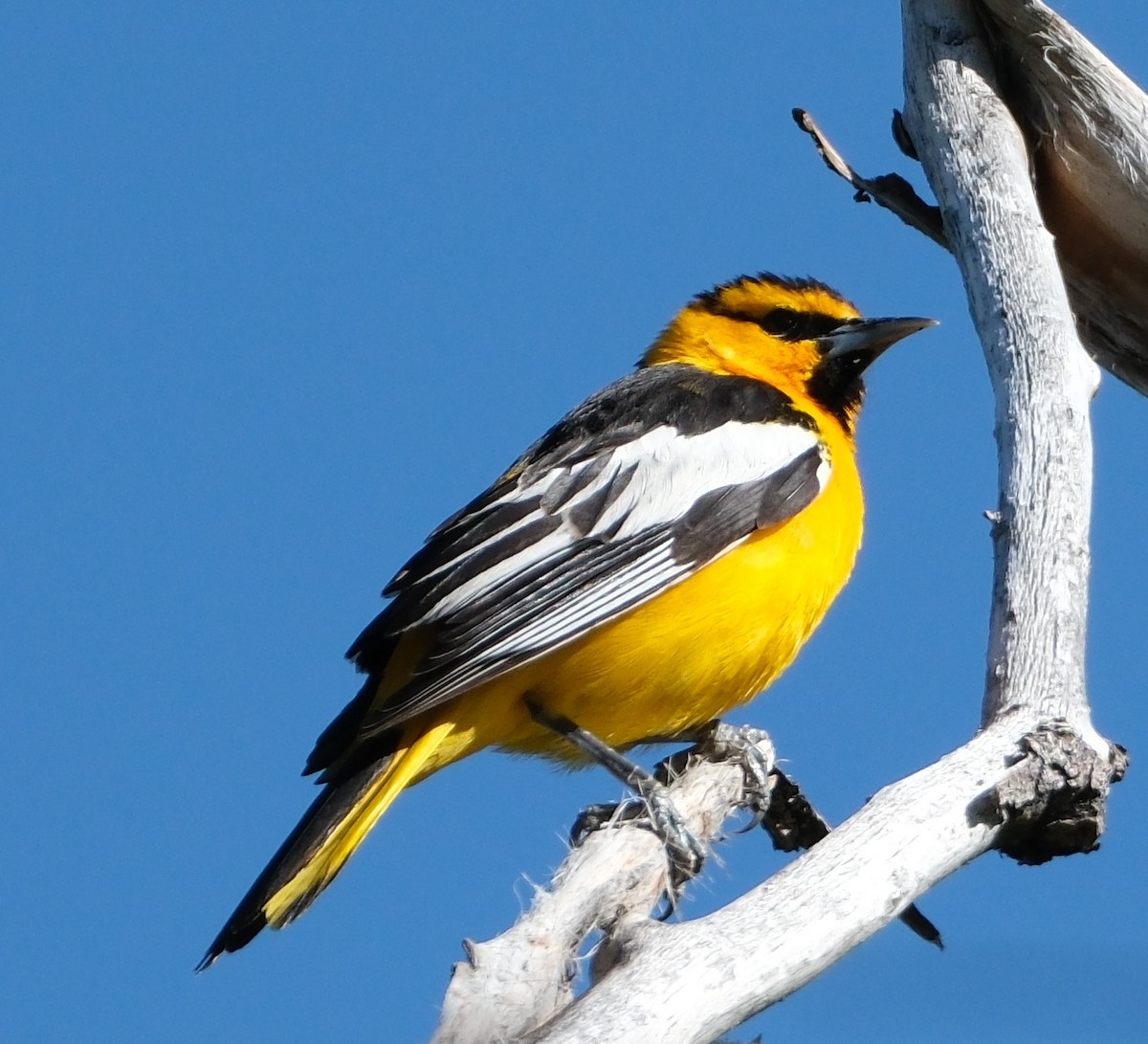 Bullock's Oriole - Lori Bellis