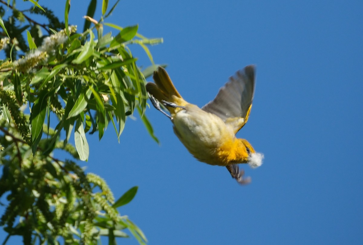 Bullock's Oriole - ML619550364