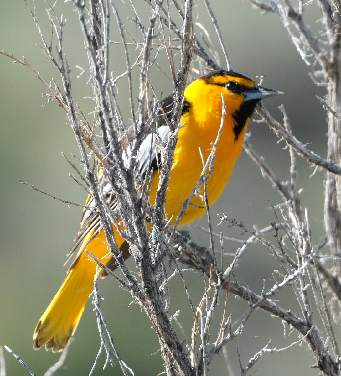 Bullock's Oriole - ML619550365