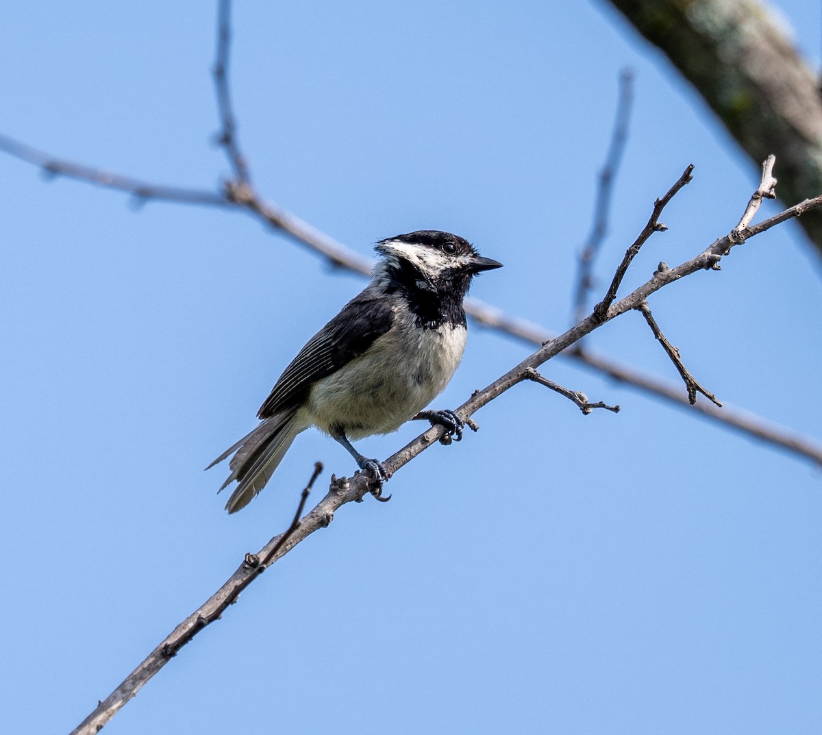 Carolina Chickadee - Scott Murphy