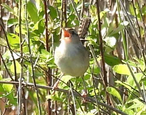 Marsh Wren - Carol Baird Molander