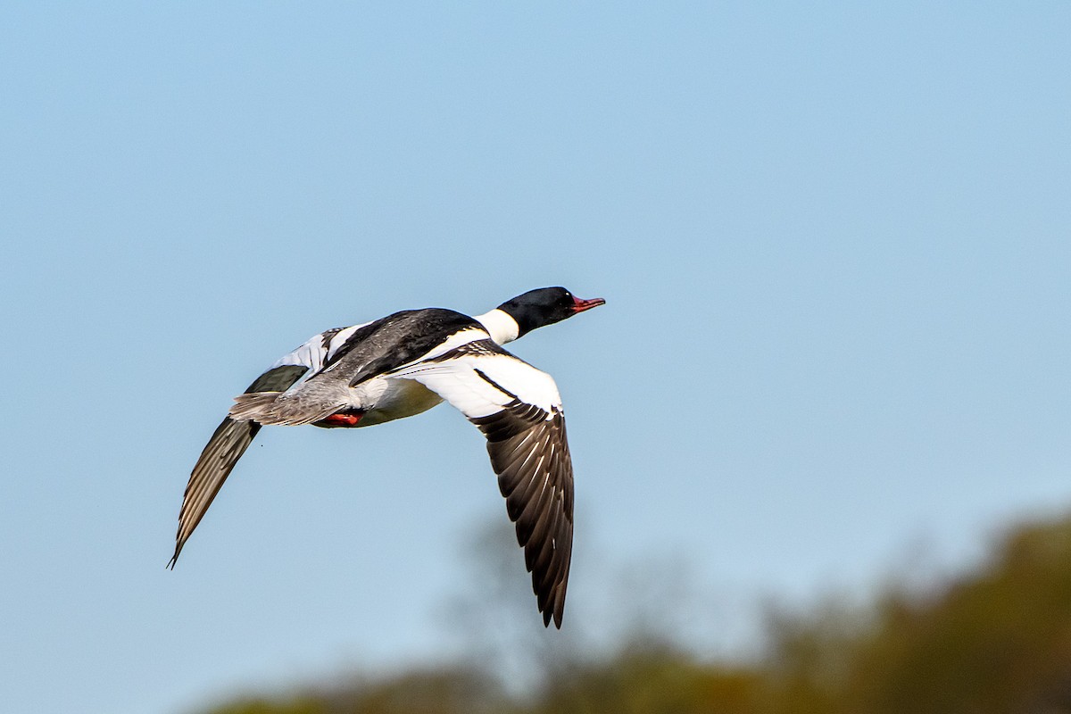 Common Merganser - Naseem Reza