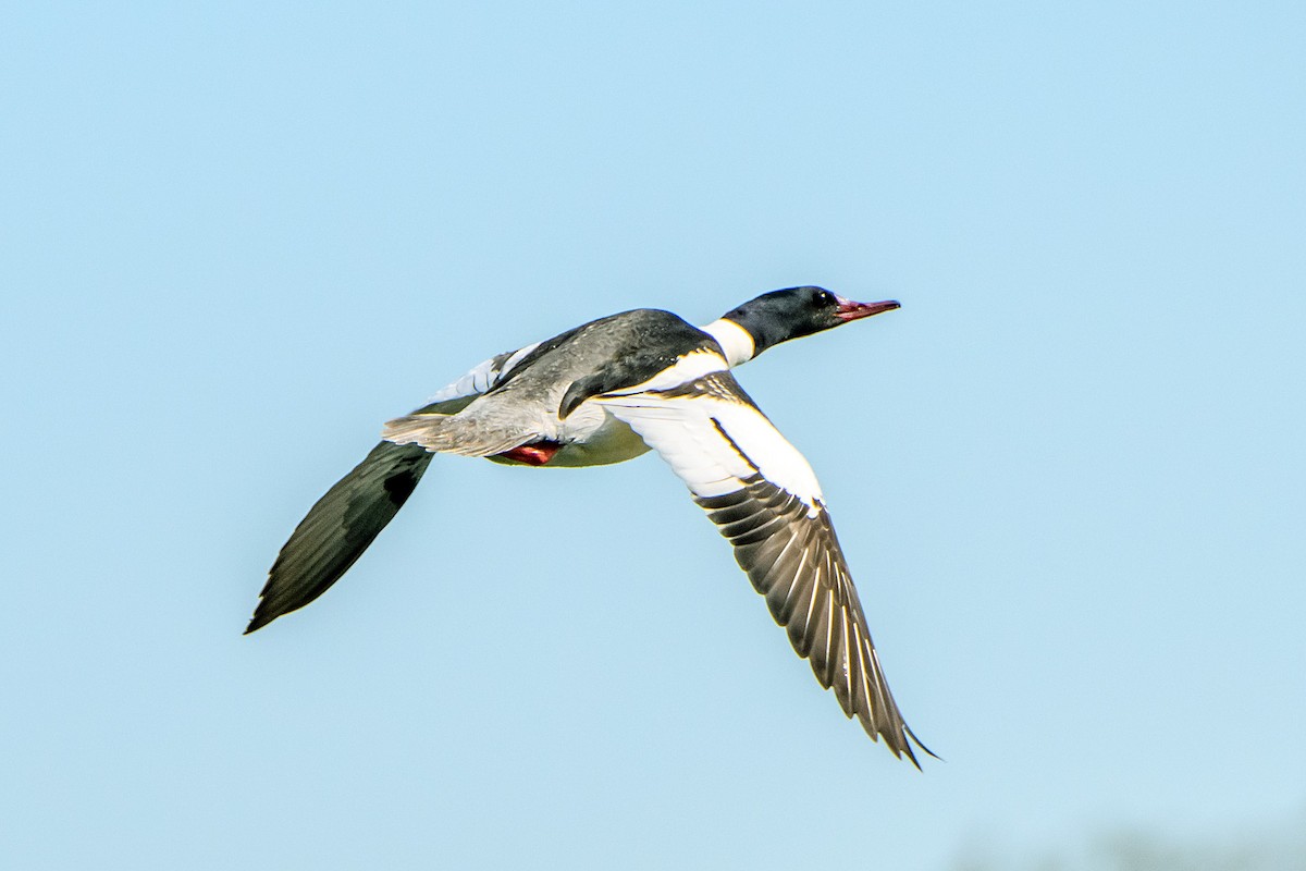 Common Merganser - Naseem Reza