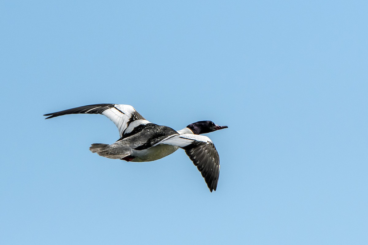 Common Merganser - Naseem Reza