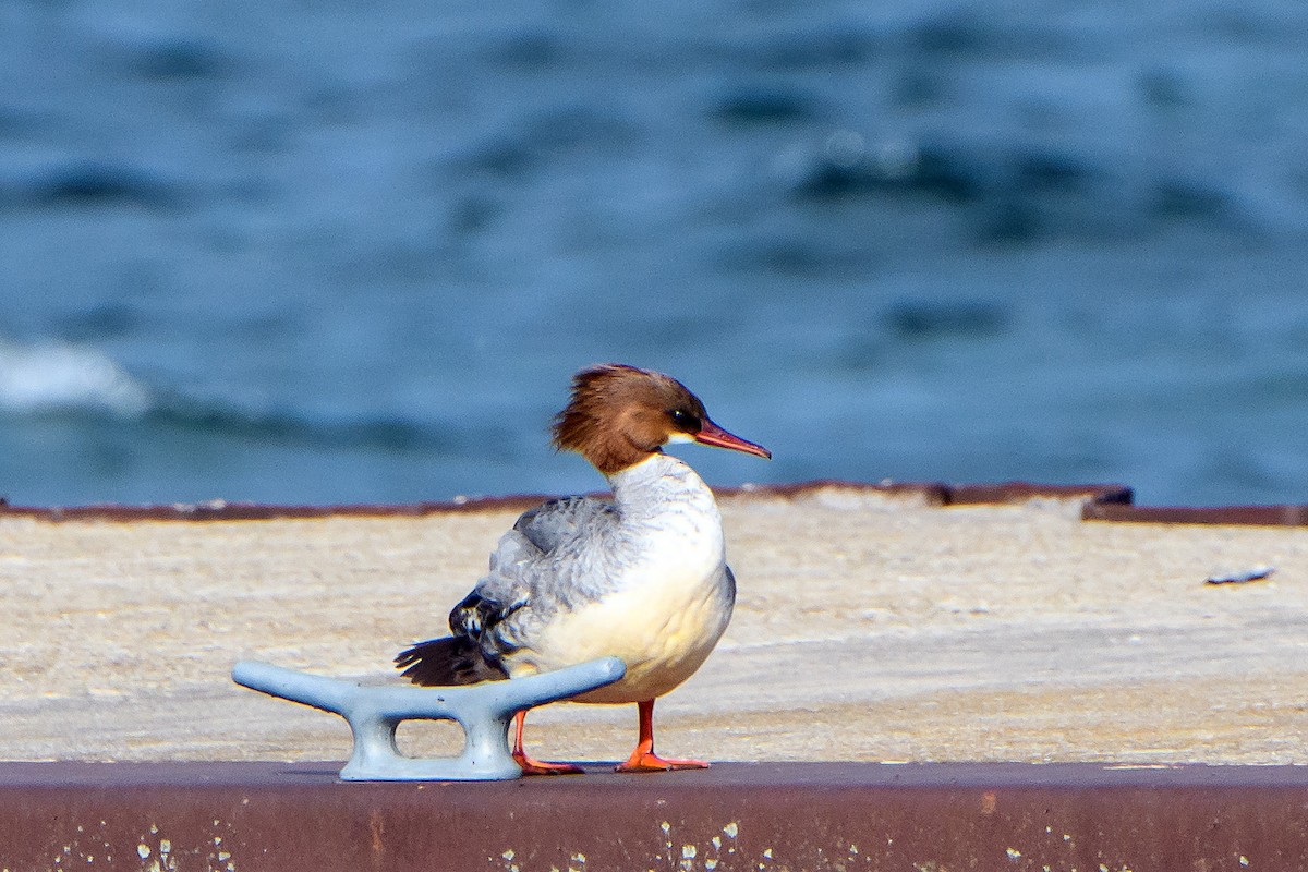 Common Merganser - Naseem Reza