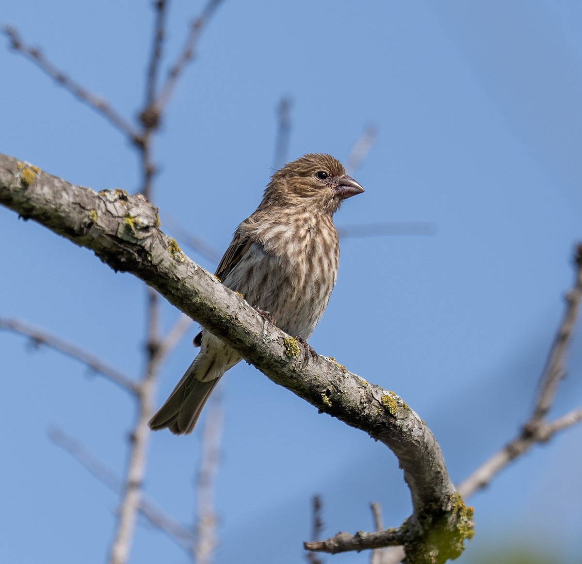 House Finch - Scott Murphy