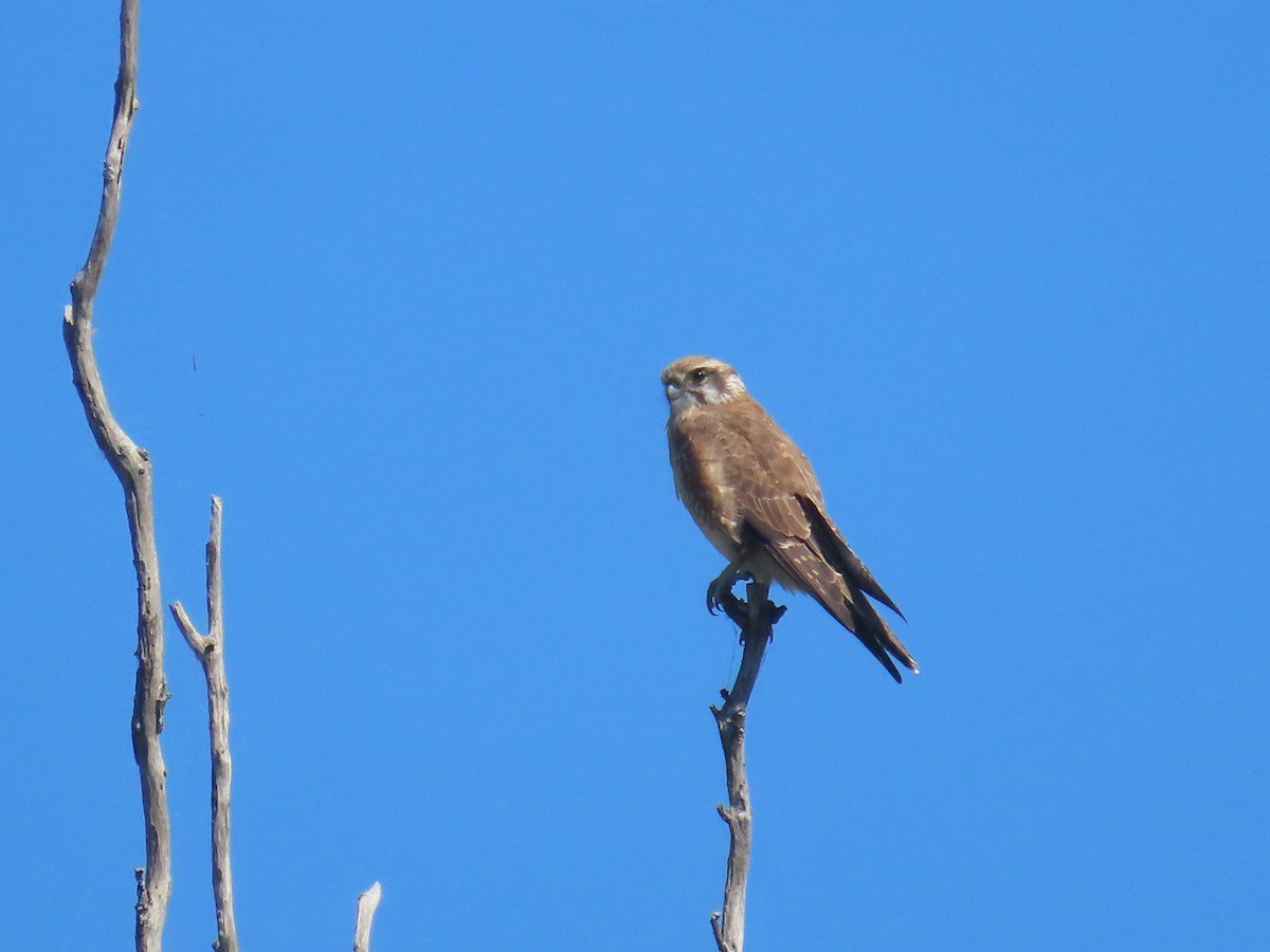 Brown Falcon - Scott and Jenny Pascoe