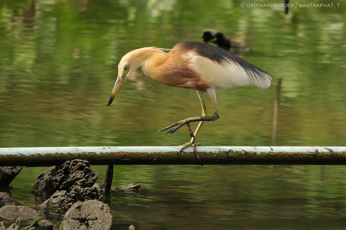 Javan Pond-Heron - ordinary birder