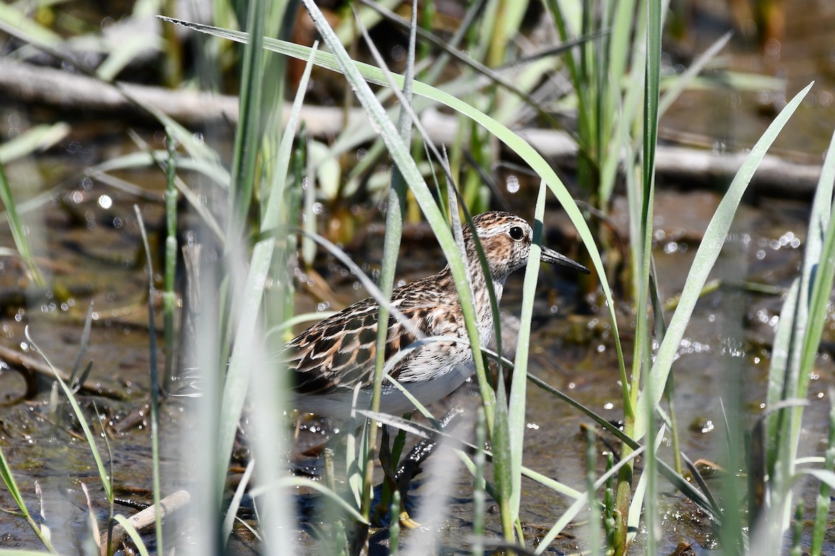 Least Sandpiper - Kevin Kelly