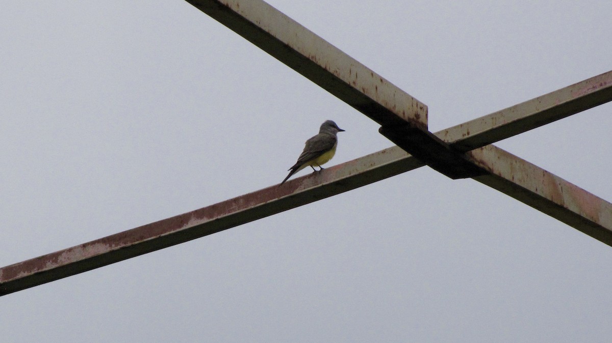 Western Kingbird - Sheila Sawyer