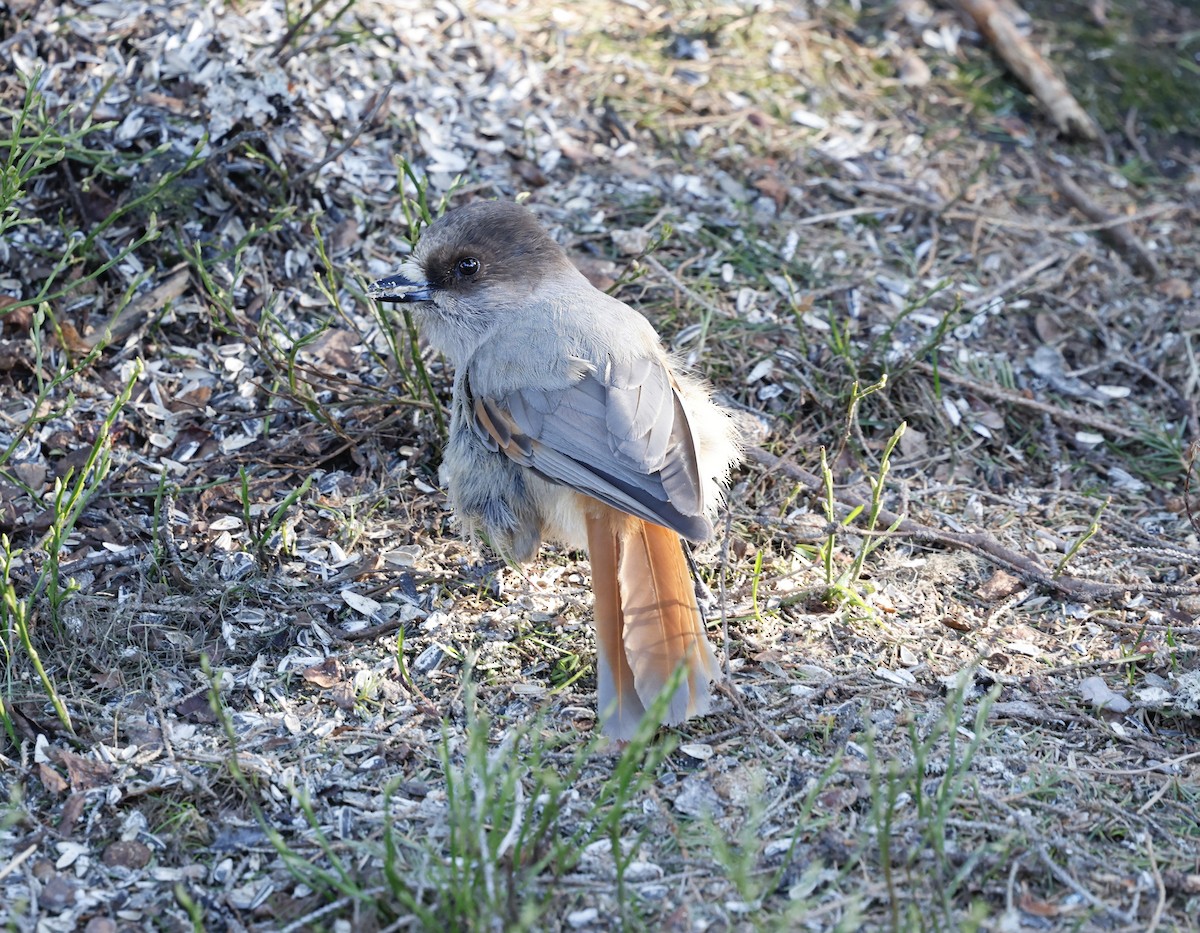 Siberian Jay - Jan Hansen