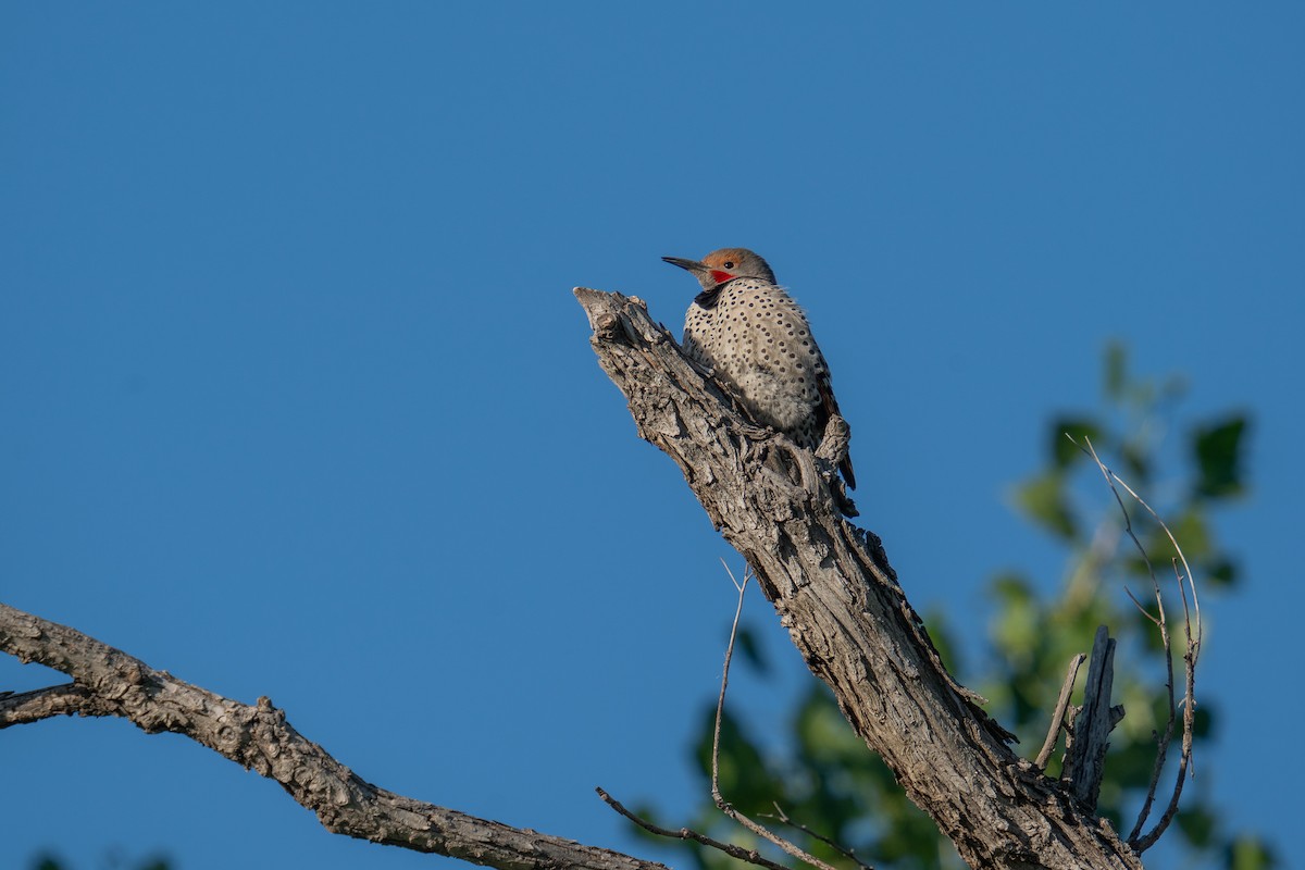 Northern Flicker - ML619550404