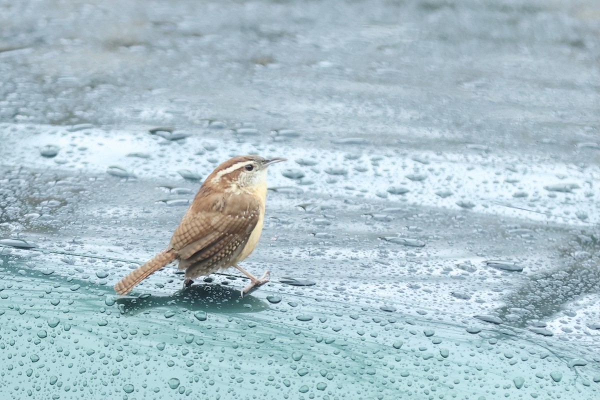 Carolina Wren - Peyton Stone