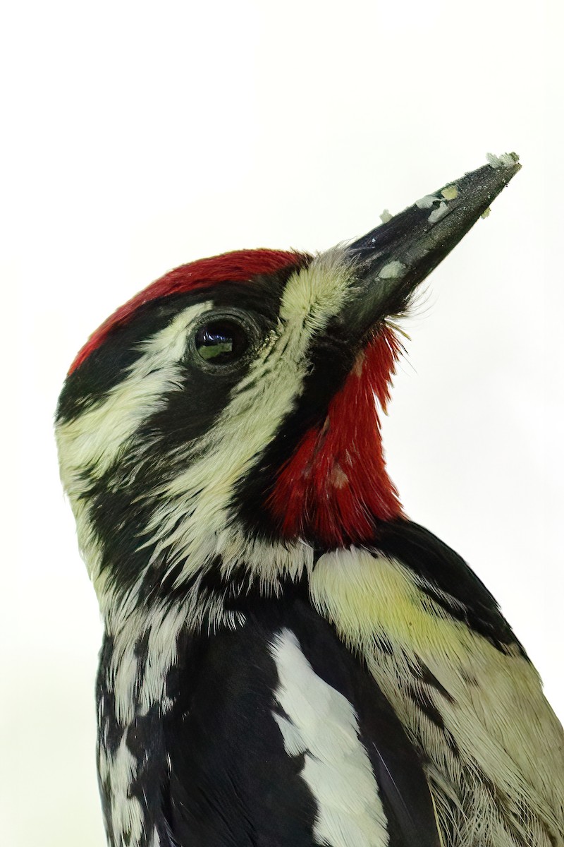 Yellow-bellied Sapsucker - ML619550410