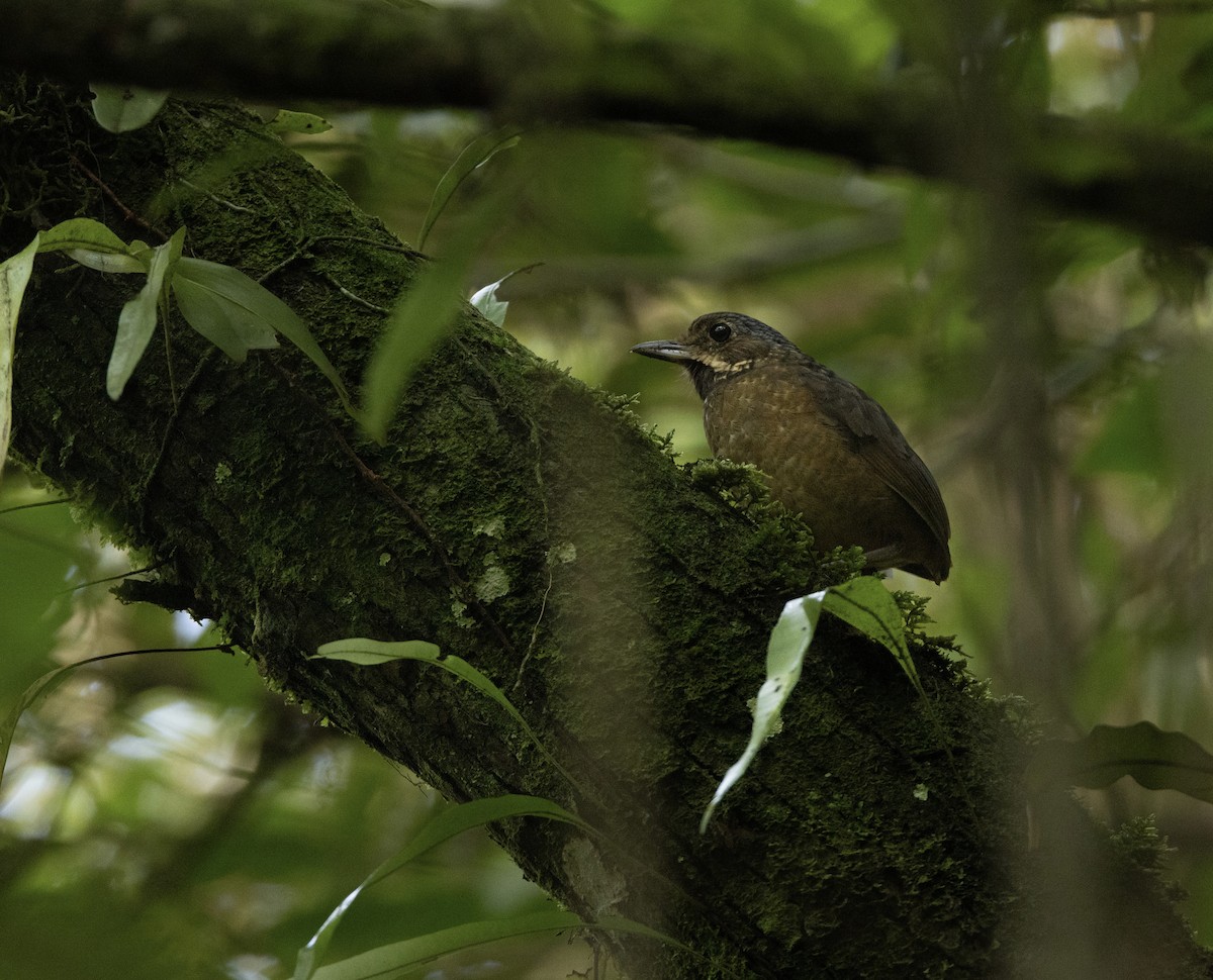 Tachira Antpitta - David Ascanio