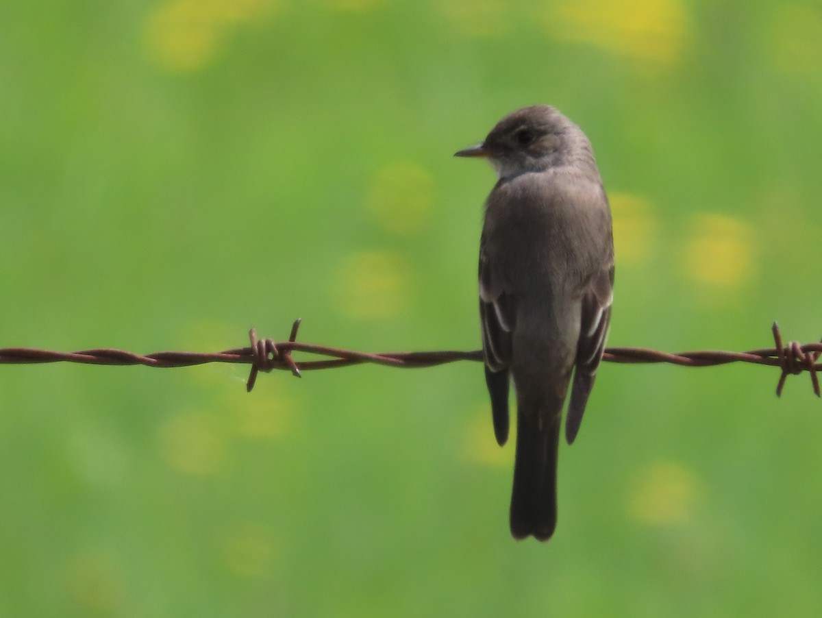 Western Wood-Pewee - Robert (Bob) Richards