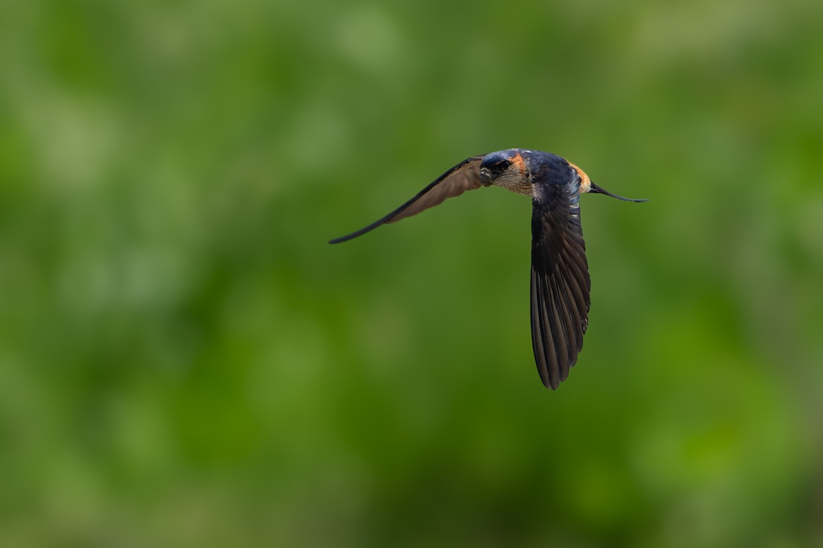 Red-rumped Swallow - Hiroshi Nakamura