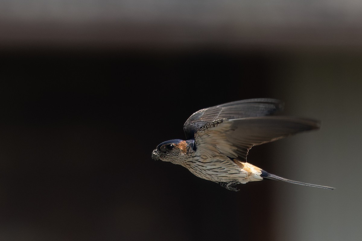 Red-rumped Swallow - Hiroshi Nakamura