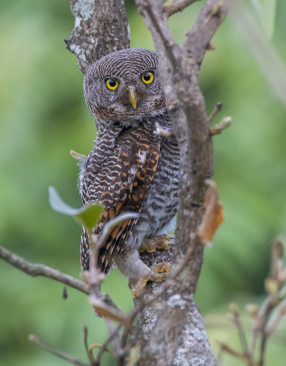 Jungle Owlet - Fareed Mohmed