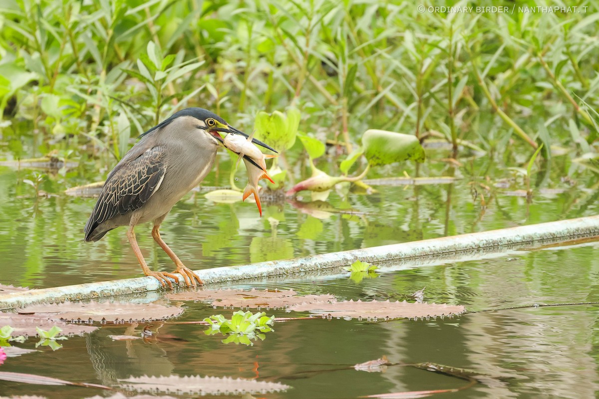 Striated Heron - ordinary birder